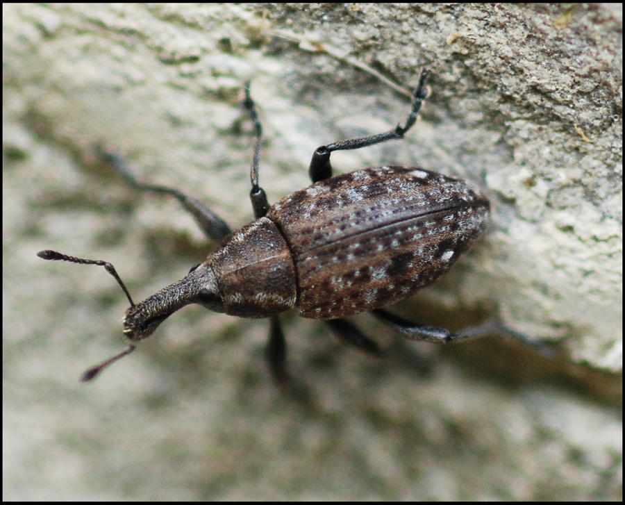 Lepyrus sp. (Curculionidae)